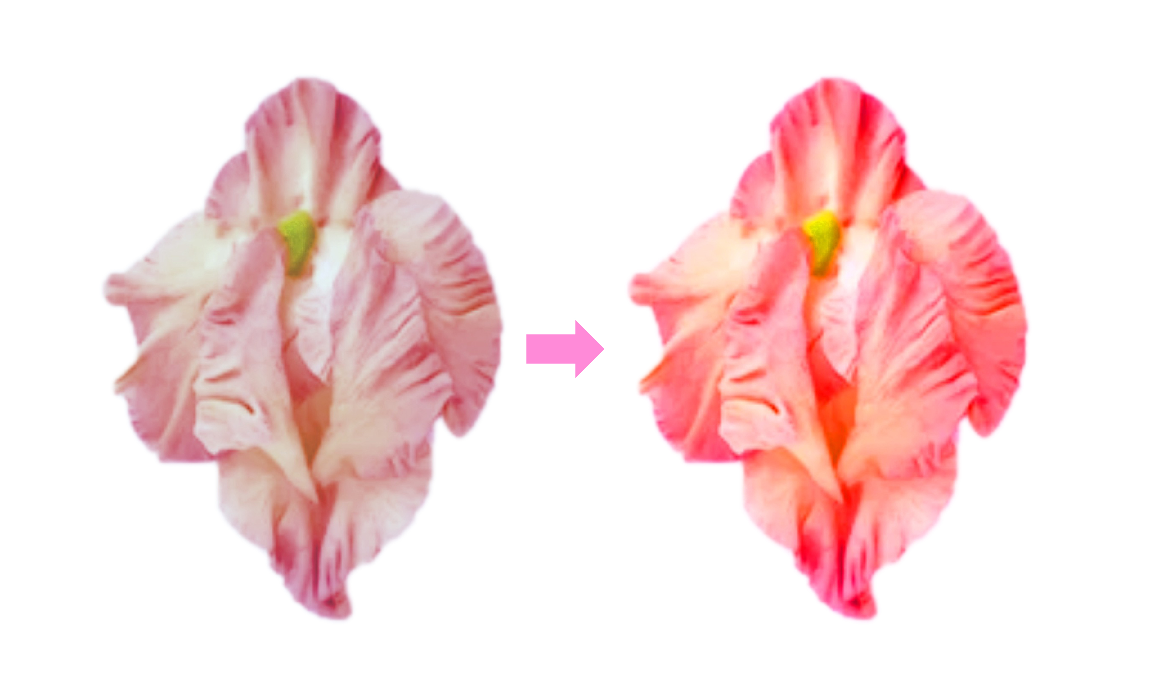 フラワー背景（柔らかな印象）