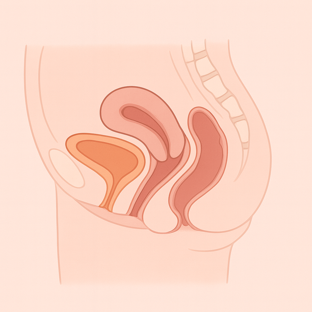 正常骨盤の断面図（模式図）
